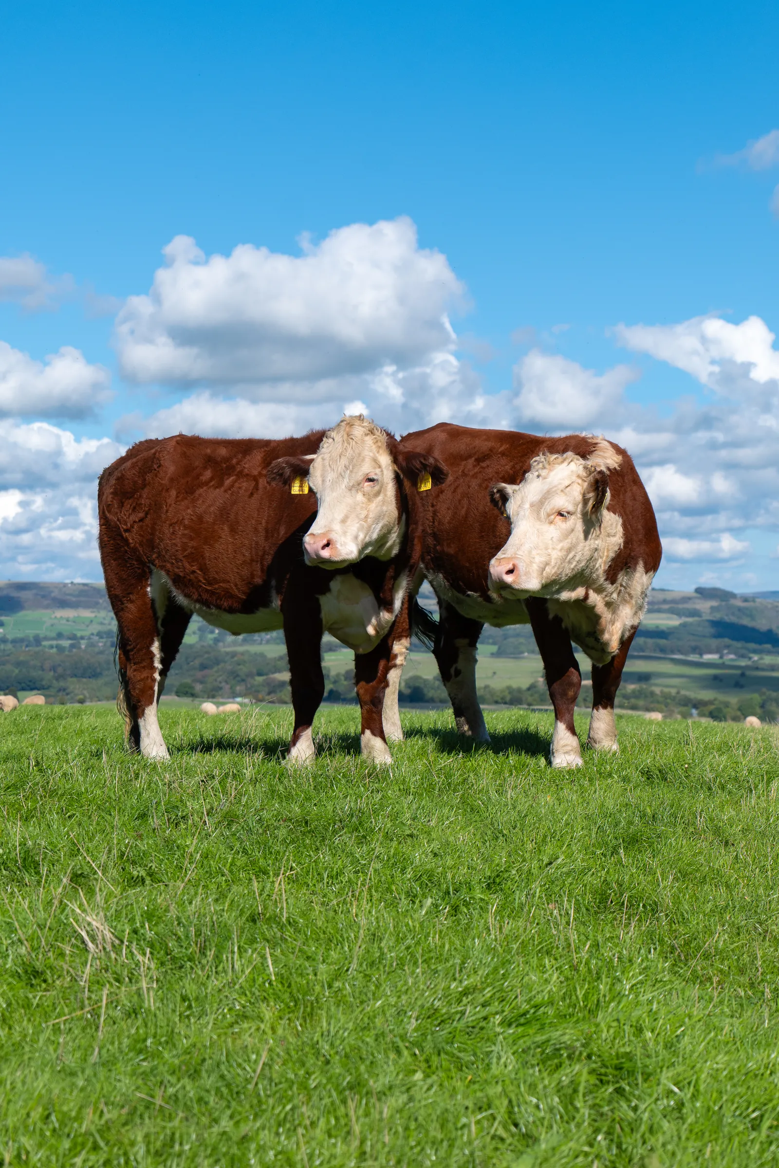 Two Hereford cattle stand side by side on a green hillside under a blue sky with white clouds.