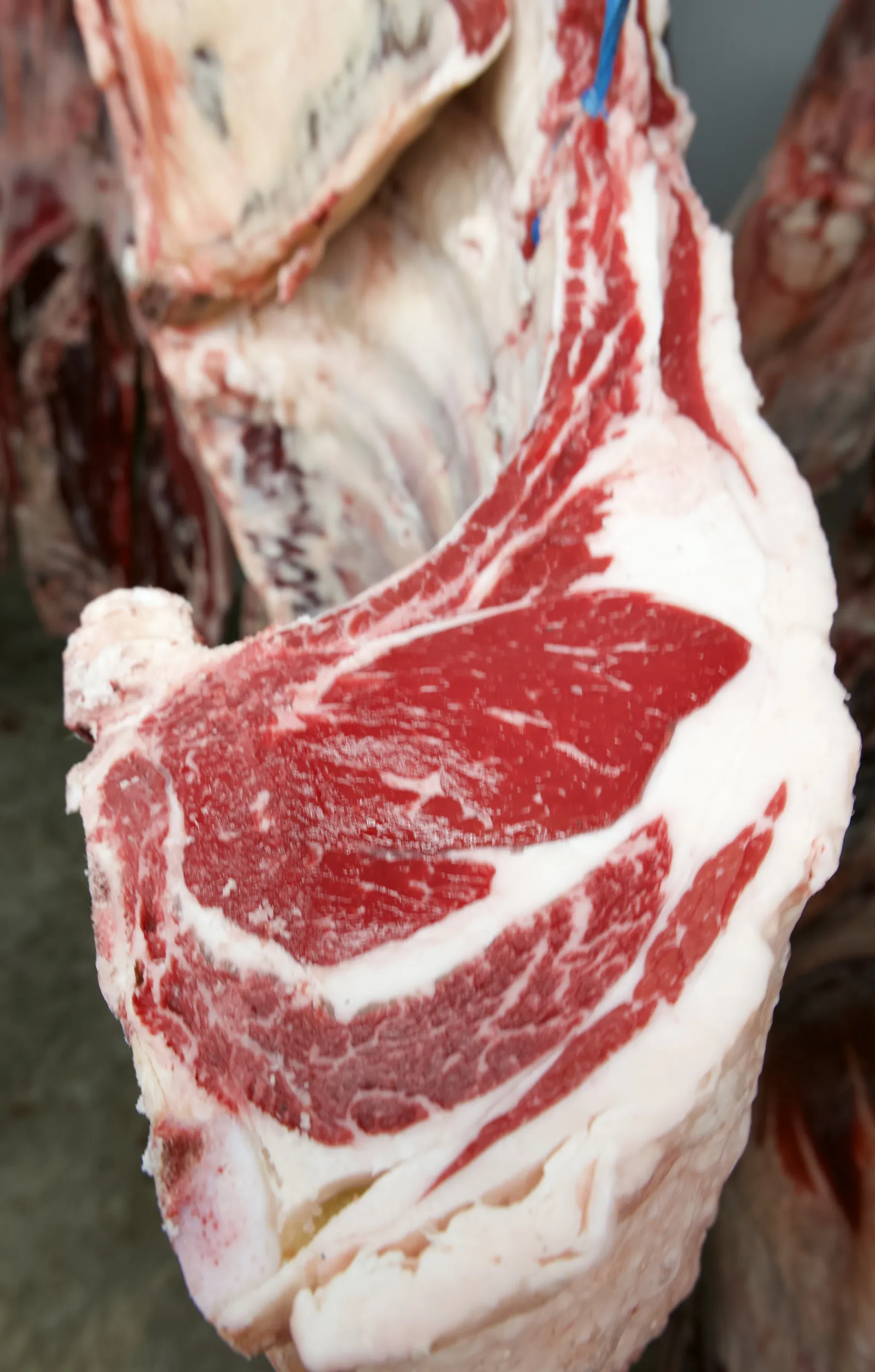A close-up of a hanging rib of beef showing deep red, finely marbled meat and creamy fat.