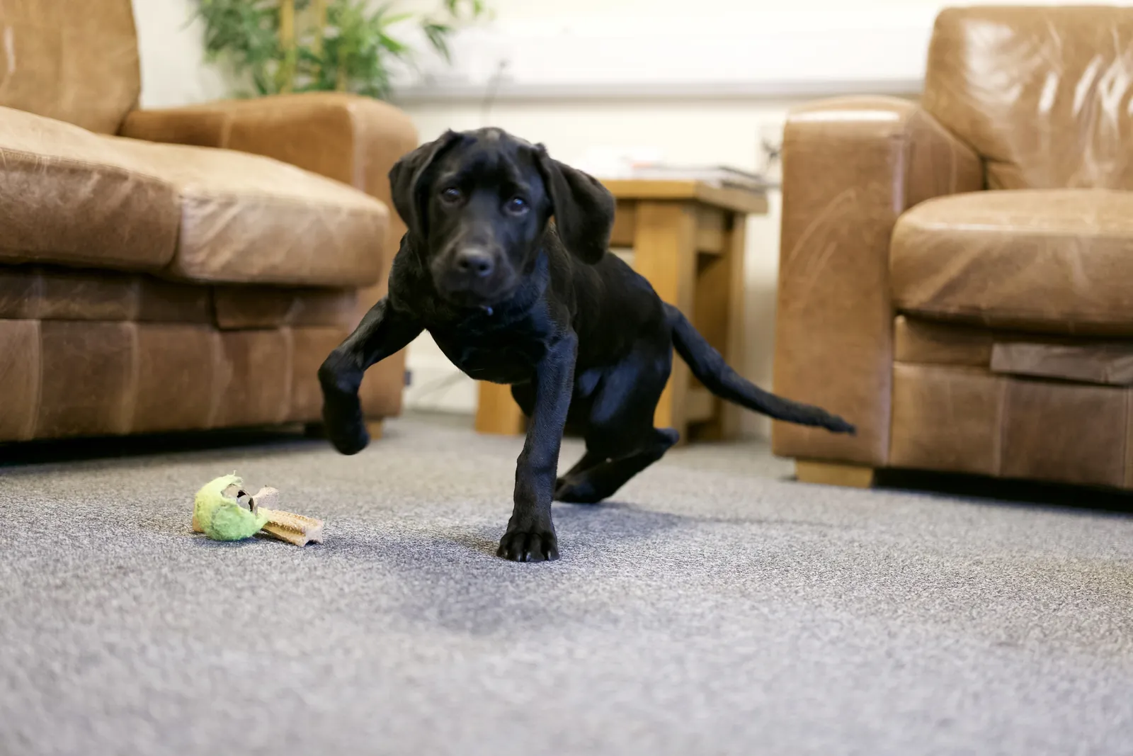 A black Labrador puppy bounds across the carpet in front of tan leather sofas in the Willis Cooper office, a toy at its feet.